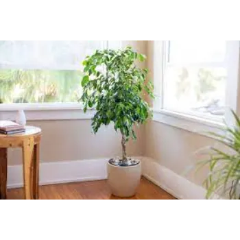 Ficus Benjamina Plant